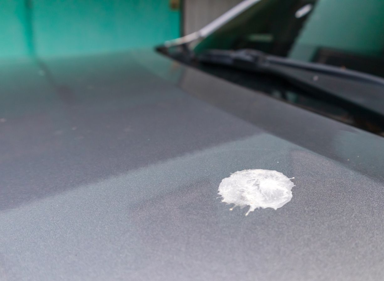 bird droppings on car paint